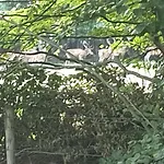 De Eekhoorn