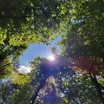 De Eekhoorn *